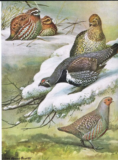 Eastern Bob-White, Canada Spruce Grouse, European Partridge by Louis Agassiz Fuertes